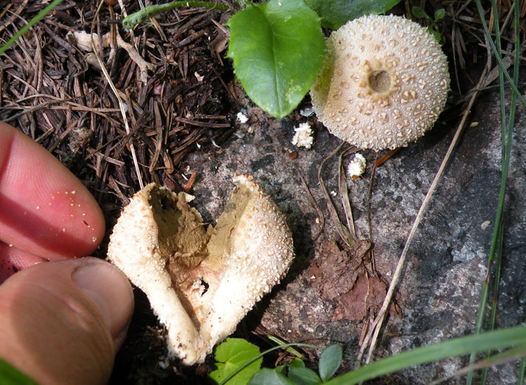 Lycoperdon dal Trentino